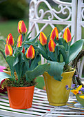 Tulipa 'Flair' (tulips)