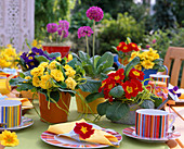 Primula 'Butter Yellow' (filled primrose), Primula acaulis (primrose)