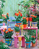 Tulipa (versch. Tulpen), blaue Bank, rosa Beistelltische