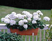 Pelargonium Zonal hybrids