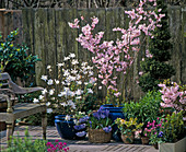 Magnolia stellata, Prunus, Hyacinthus