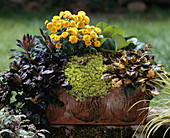 Ajuga 'Mahogany', Bergenia cordifolia 'Baby Gold', Argyranthemum, Saxifraga, Ajuga