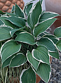 Hosta hybrid