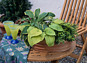 Hosta hybr., Origanum vulgare 'Compactum'