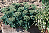 Sedum hybr., Chlorophytum comosum