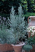 Ocothamus rosmarinifolia 'Silver Jubilee'