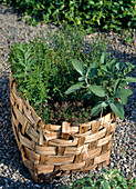 Herb basket - Origanum vulgare 'Compactum', Satureja montana