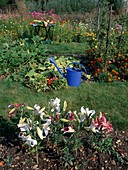 Bunter Bauerngarten mit Blumenbeeten, Lilium (Lilien), Zucchini (Cucurbita), Tagetes (Studentenblumen)
