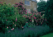 Beet mit Rosa (Rosen), Euphorbia (Wolfsmilch), Digitalis (Fingerhut), Kletterrose am Haus, Lavendel (Lavandula angustifolia) als Beet Einfassung