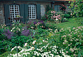 Beet mit Rosa (Rosen), Nepeta (Katzenminze), Salvia nemorosa (Steppensalbei, Ziersalbei) an kleiner Terrasse und am Haus