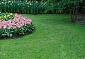Lawn path tulips
