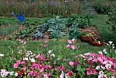 Gemüsebeet im Bauerngarten : Kohl (Brassica), rote Bete (Beta vulgaris), Zwiebeln (Allium cepa), Körbe mit frisch geernteten Gemüsen, Lavatera trimestris (Bechermalven)