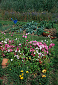 Vegetable garden with Lavatera trimestris (cup mallow), broccoli (brassica), onions (Allium cepa), beetroot (Beta vulgaris), baskets with freshly harvested vegetables, lawn path, watering can