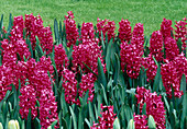 Hyacinthus 'Jan Bos' Hyacinths