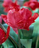 Tulipa 'Erna Lindgreen' (Parrot tulip)