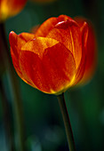 Tulipa Darwin 'Königin Wilhelmine' tulpen