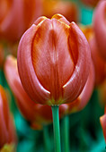Tulipa 'Apricot Impression' (tulip)