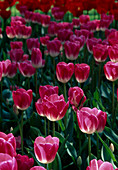 Tulipa Triumph 'Blenda' Tulpen