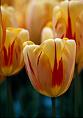 Tulipa