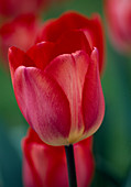 Tulipa 'Big Chief' (tulip)