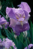 Iris barbata elatior (Bartiris)