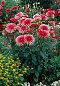 Dahlia 'Pianella' (cactus dahlia), Melampodium (star dahlia)