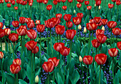 Tulipa 'Elisabeth Arden'