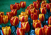 Tulipa 'Easter Surprise'