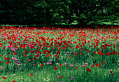 Tulip meadow