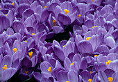 Crocus vernus Crocuses