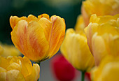 Tulipa 'Beauty of Apeldoorn' (tulips), Darwin hybrid