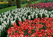 Tulipa, Hyacinthus