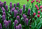 Hyacinthus 'Queen of the Violet', Tulipa