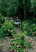 Rosa (roses), path of natural stone slabs leading to bench under Betula pendula (birch)