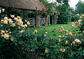 Old horse stable with roses (climbing roses, shrub roses) and lawn