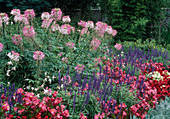 Sommerblumenbeet mit Cleome spinosa (Spinnenblume), Salvia farinacea (Mehlsalbei) und Begonia semperflorens (Eisbegonien, Gottenaugen)