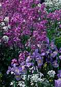 Hesperis matronalis (Nachtviole) und Iris hollandica (Holland-Iris)