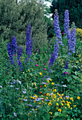 Delphinium, Nigella, Viola