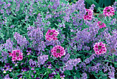 Nepeta (catmint), Verbena rigida (stiff verbena) and Viola cornuta (horned violet)
