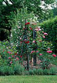 Rosa (roses) on wooden trellis, Lavender (Lavandula)