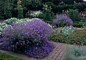 Geranium pratense (Wiesen-Storchschnabel), Campanula (Glockenblume), Beete eingefasst mit Beton-Pflaster als Wege