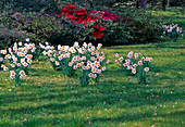 Meadow with Narcissus