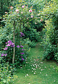 Rosa (Kletterrose) und Clematis (Waldrebe) am selbstgebauten Rosenbogen aus Holz