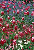 Tulipa und Myosotis