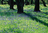 Flower meadow