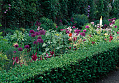 Allium and Buxus