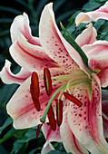 Lilium (Lilie), Blüte mit roten Staubgefässen und Narbe