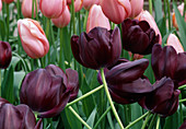 Tulipa 'Noire' - Black tulips