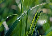 Water drop on a blade of grass