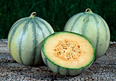 Zuckermelonen (Cucumis melo)